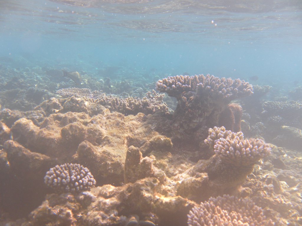 Image SAM_0188.JPG