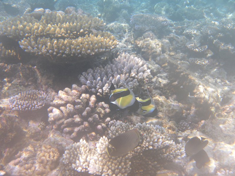 Image SAM_0193.JPG