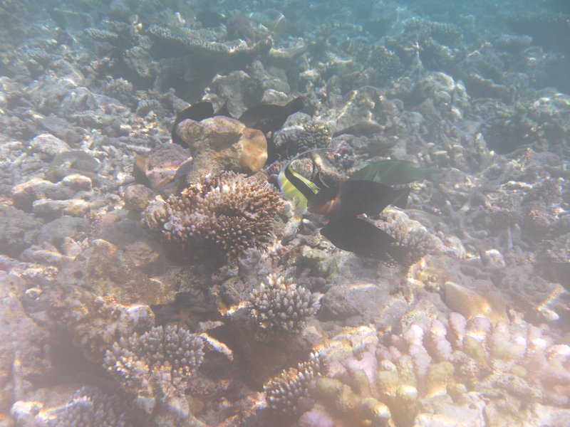 Image SAM_0194.JPG