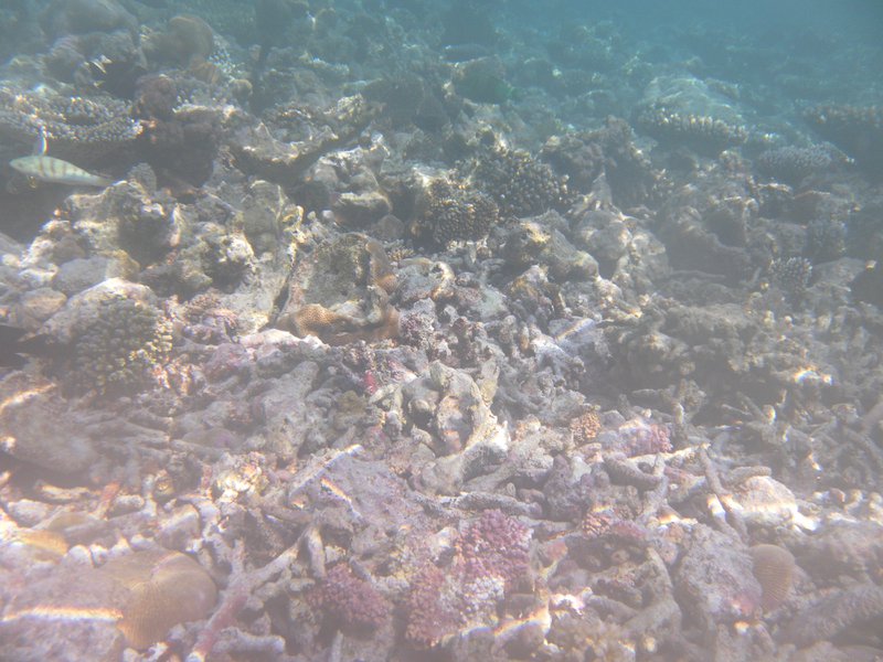 Image SAM_0195.JPG