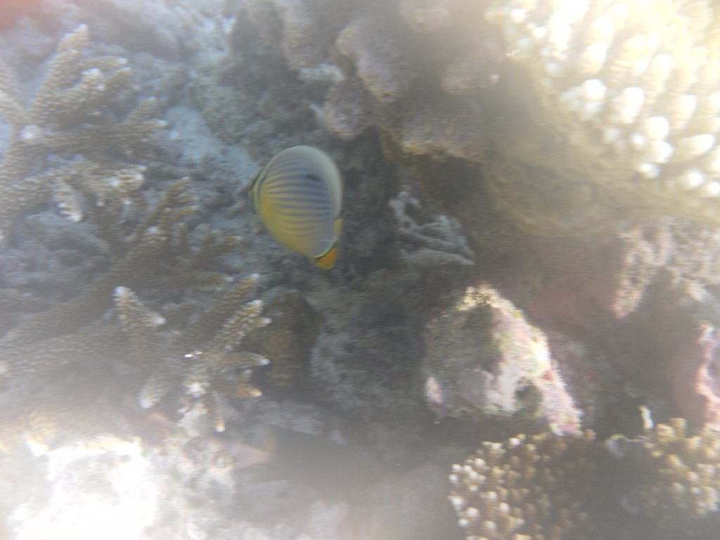 Image SAM_0196.JPG