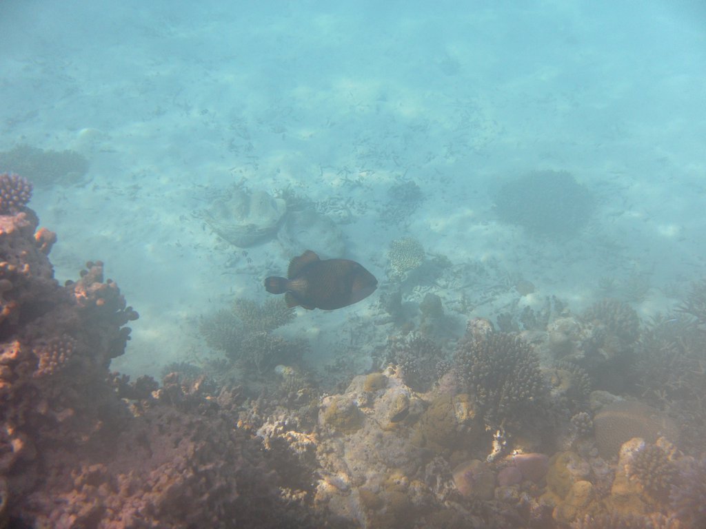 Image SAM_0199.JPG