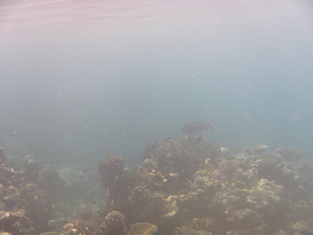 Image SAM_0202.JPG