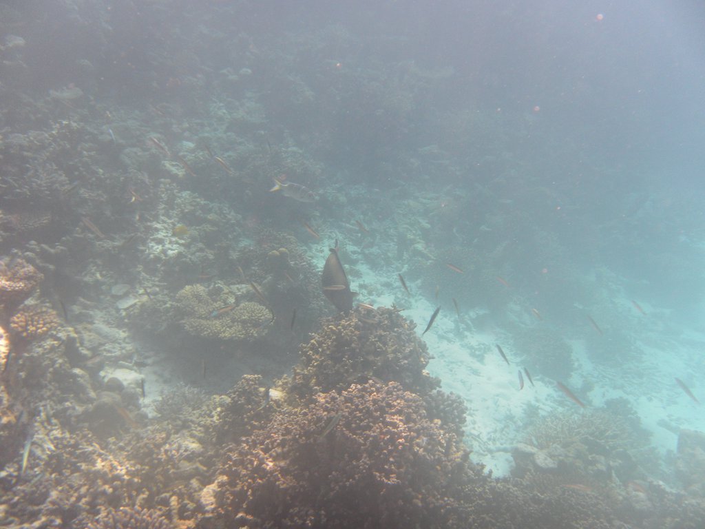 Image SAM_0203.JPG