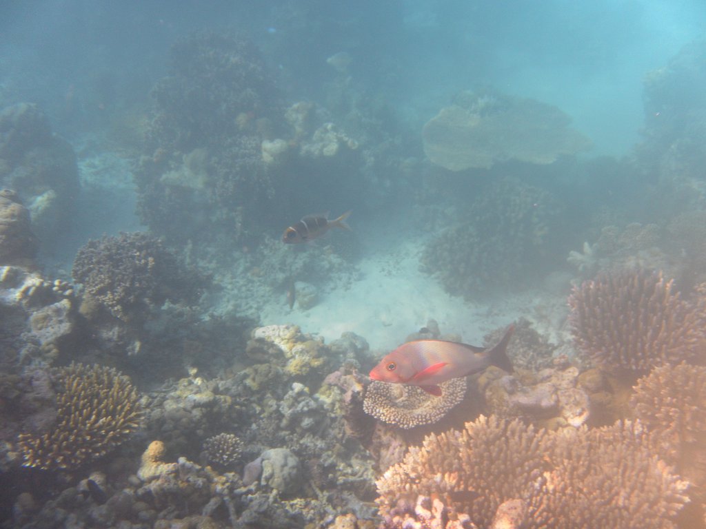 Image SAM_0207.JPG
