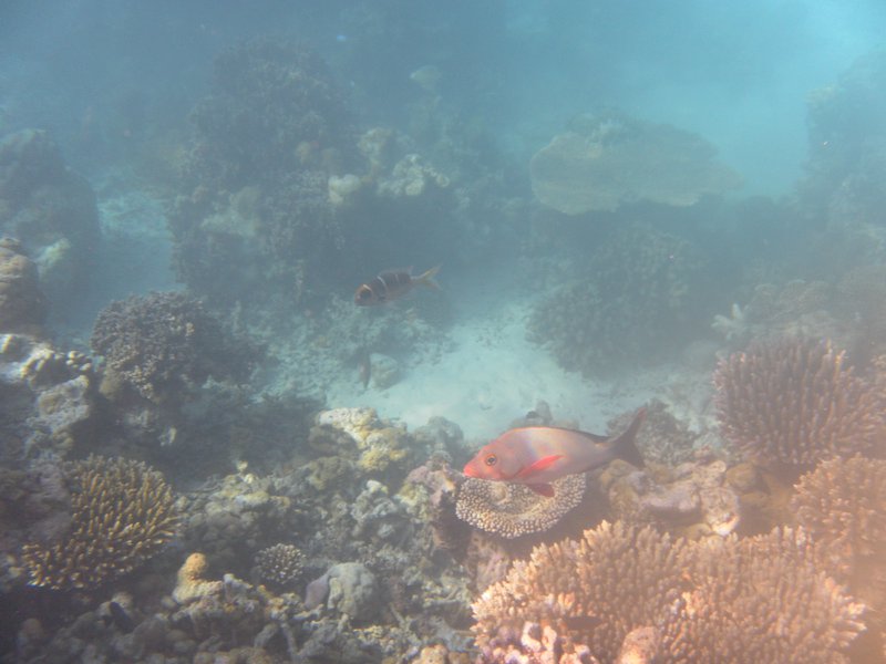 Image SAM_0207.JPG