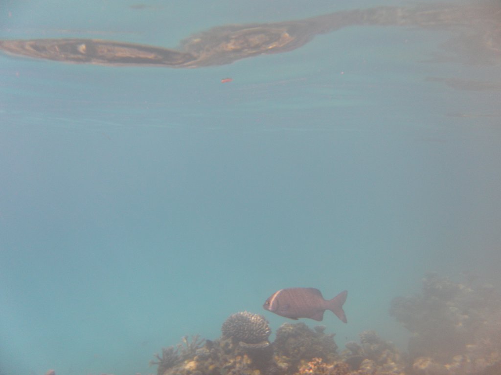 Image SAM_0209.JPG