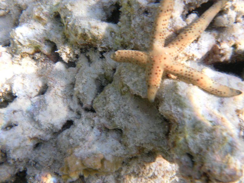 Image SAM_0217.JPG