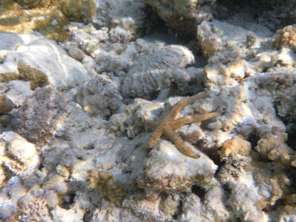 Image SAM_0218.JPG