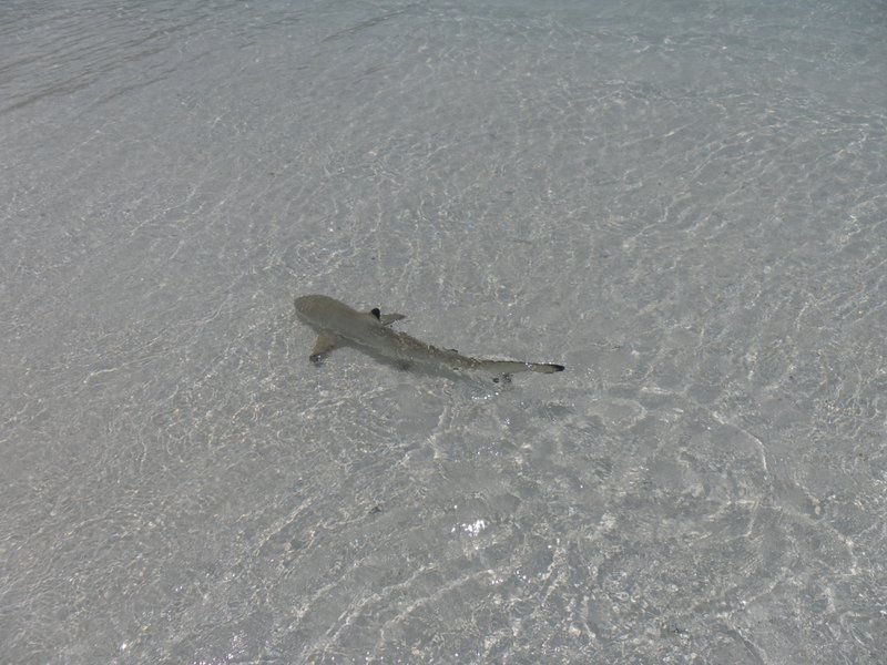 Image SAM_0226.JPG