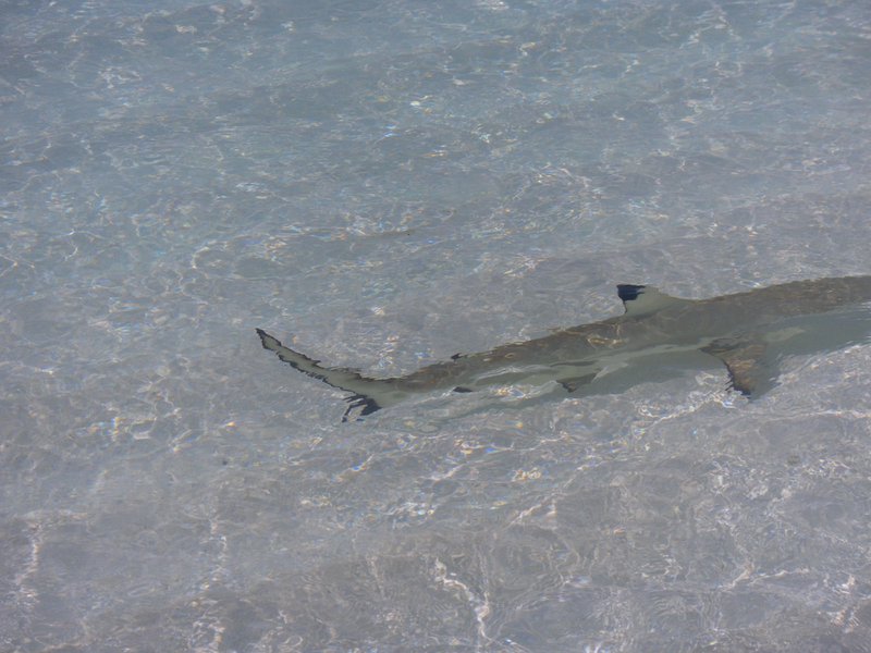 Image SAM_0227.JPG