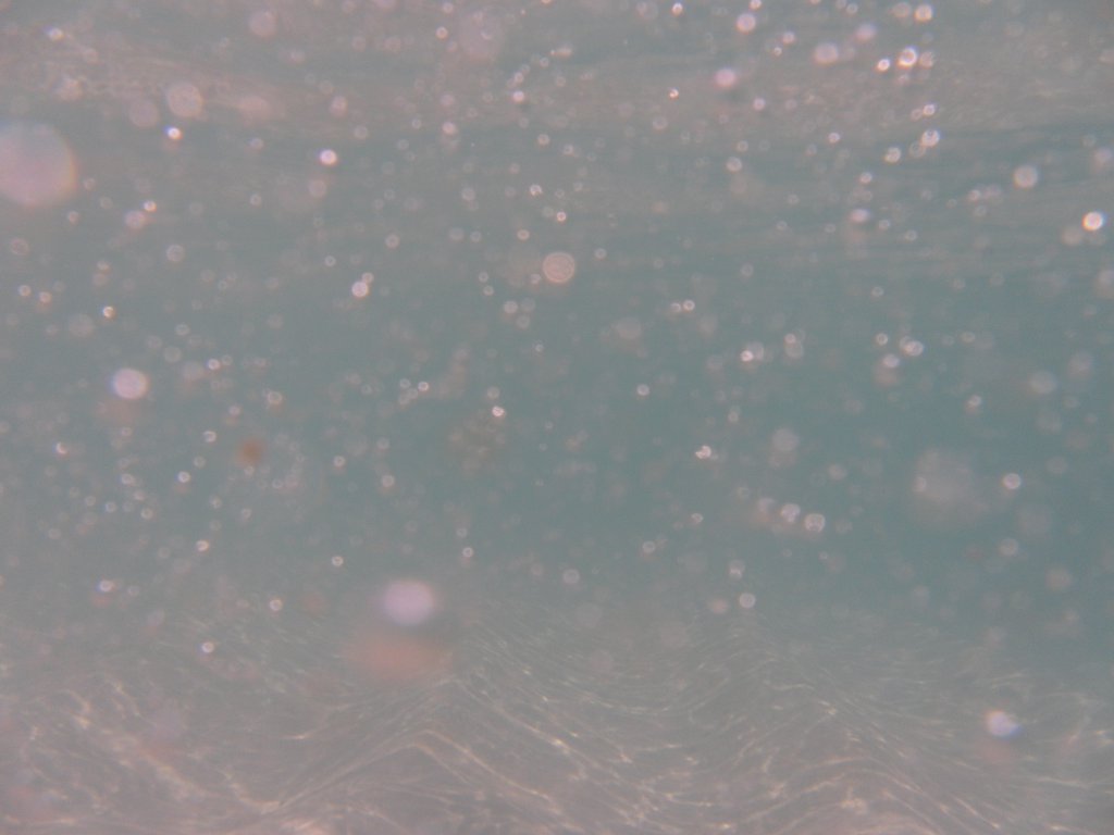 Image SAM_0228.JPG