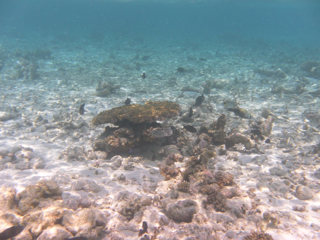 Image SAM_0233.JPG