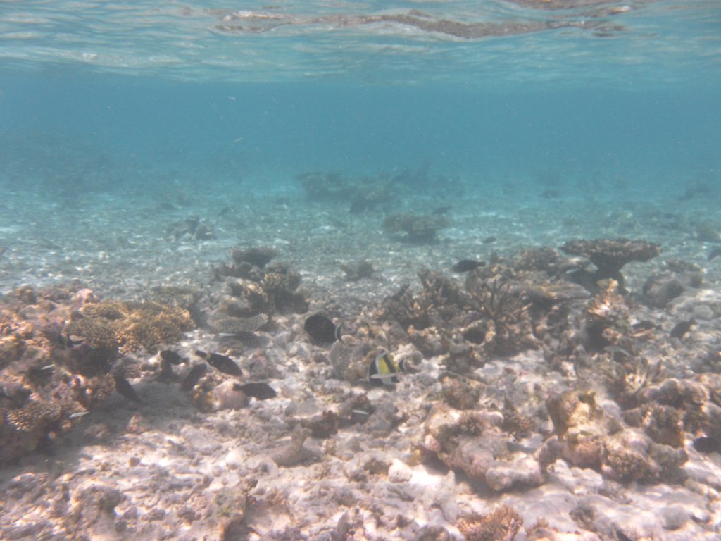 Image SAM_0234.JPG
