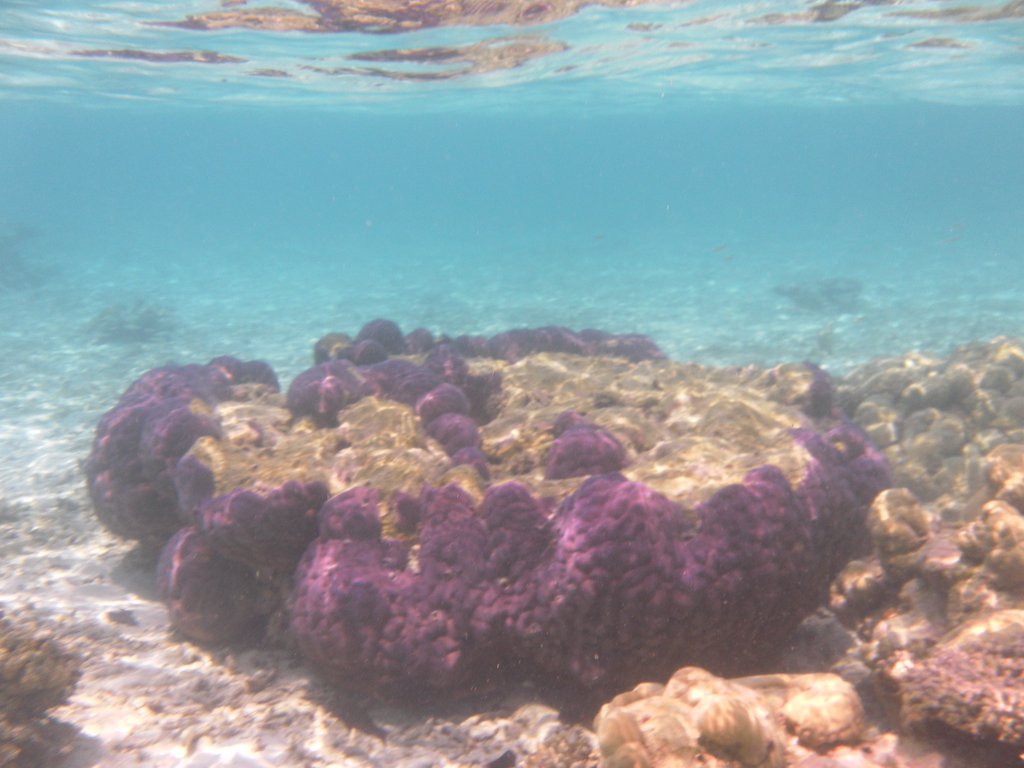 Image SAM_0235.JPG