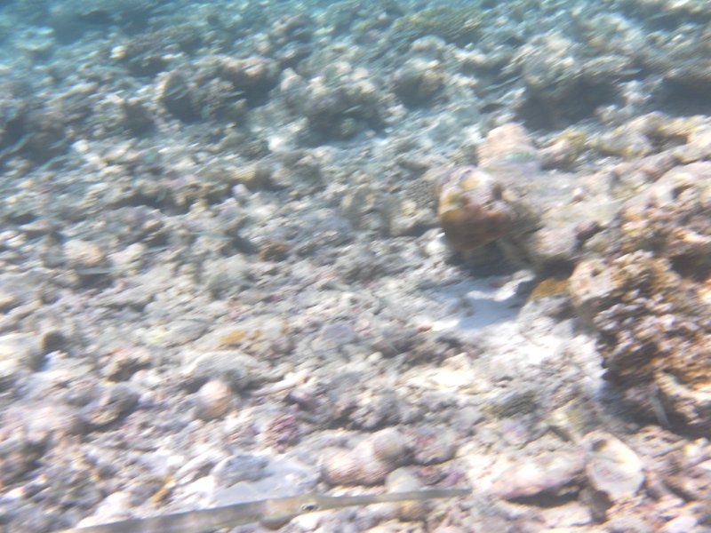 Image SAM_0237.JPG