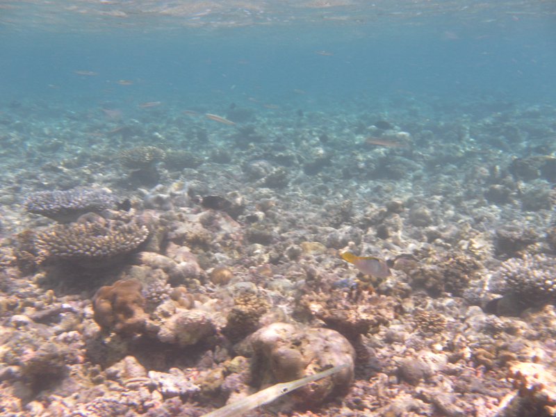 Image SAM_0238.JPG