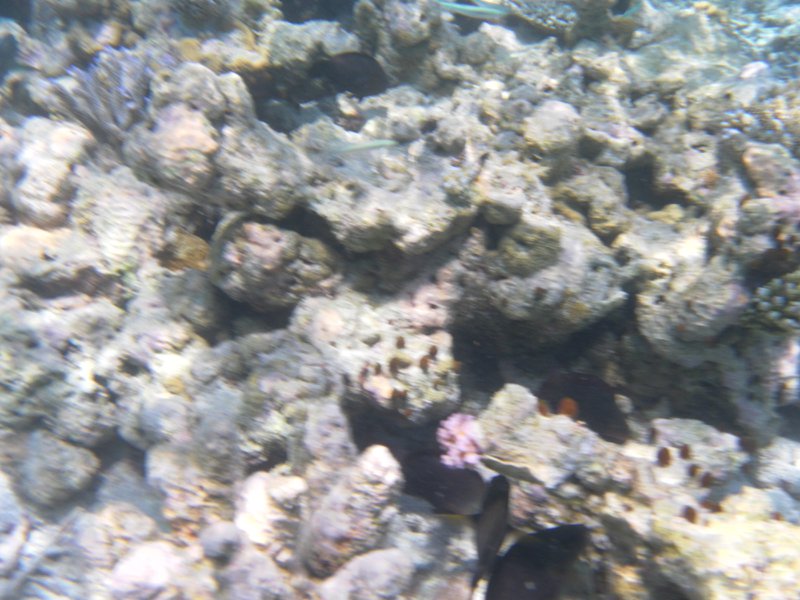 Image SAM_0240.JPG