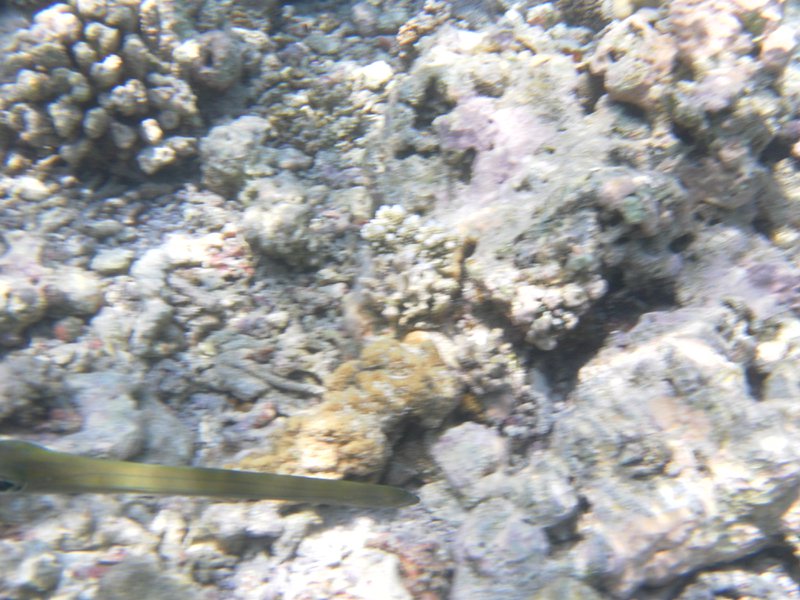 Image SAM_0243.JPG