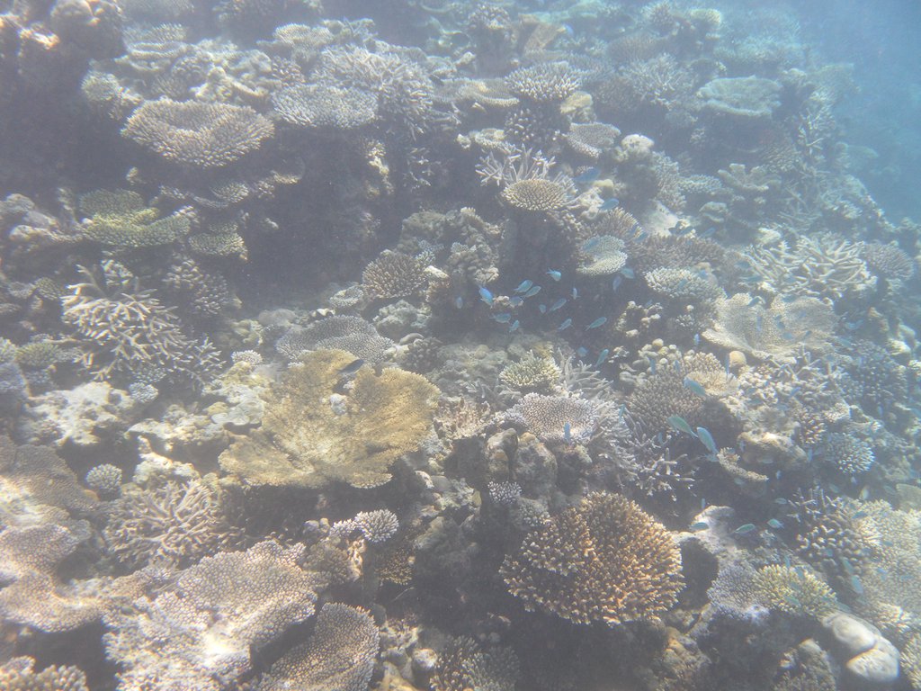 Image SAM_0261.JPG