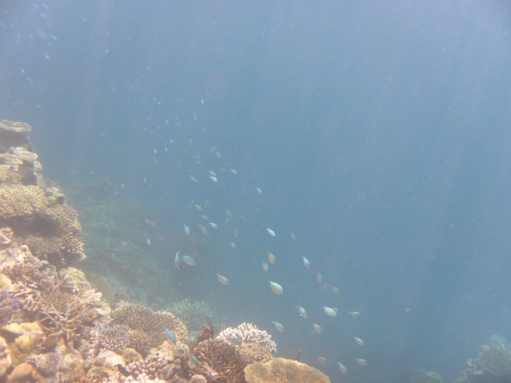 Image SAM_0266.JPG