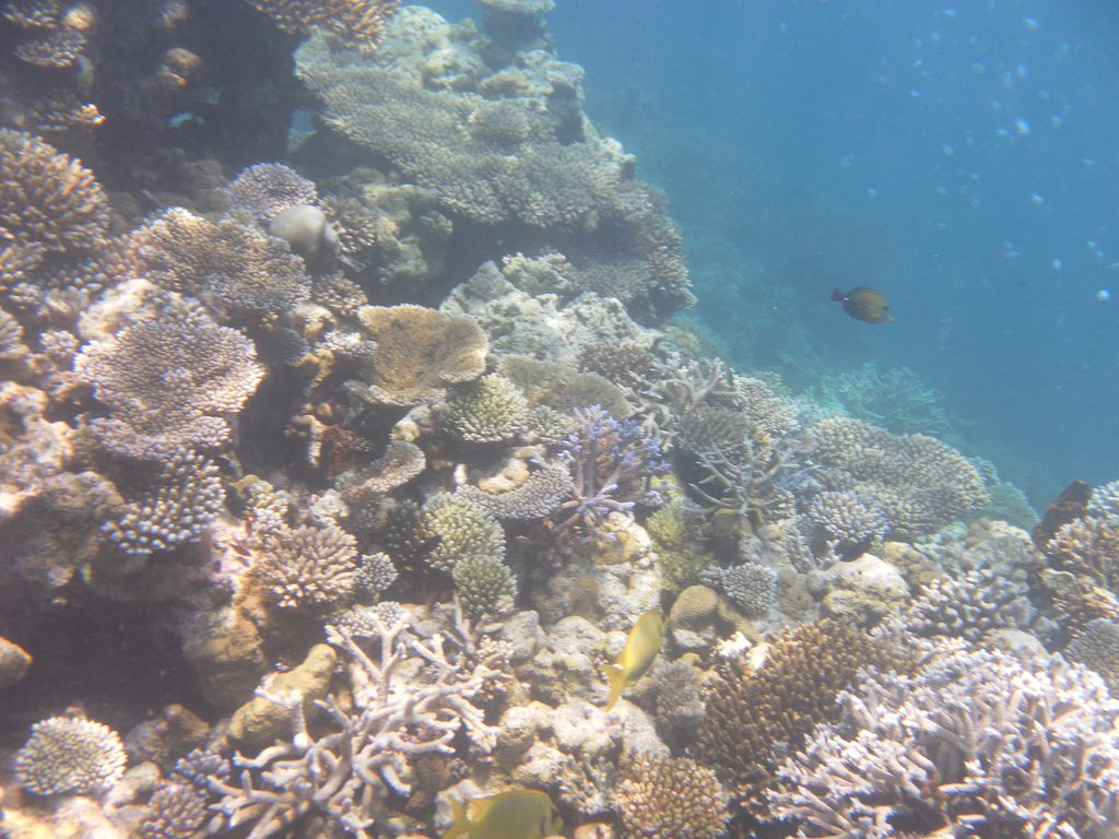 Image SAM_0267.JPG