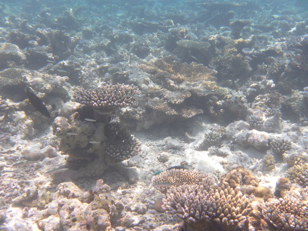Image SAM_0270.JPG