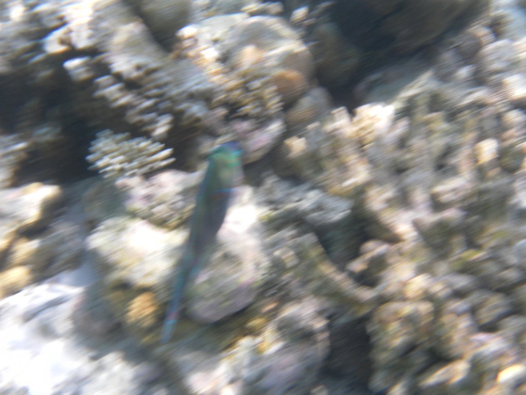 Image SAM_0274.JPG