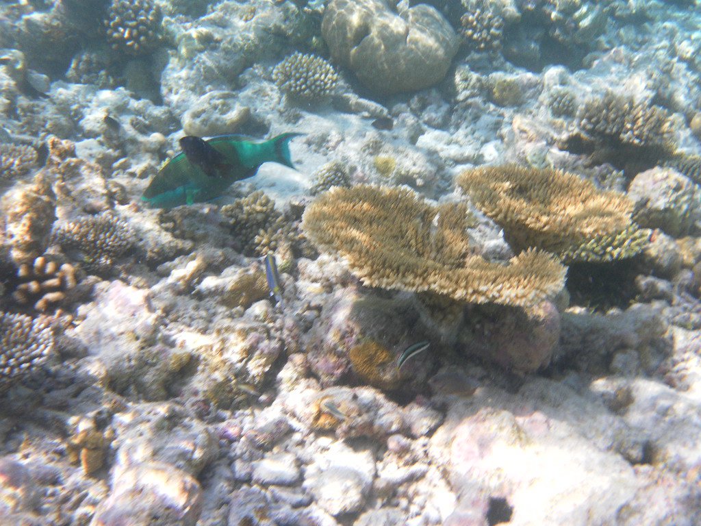 Image SAM_0288.JPG