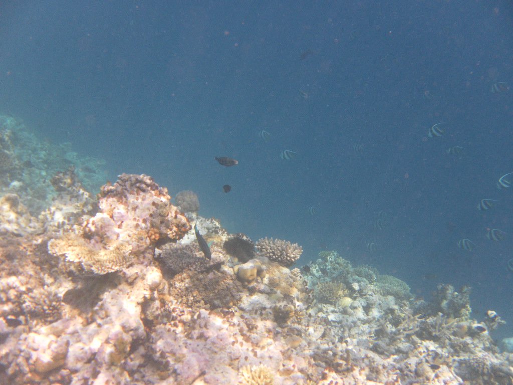 Image SAM_0290.JPG