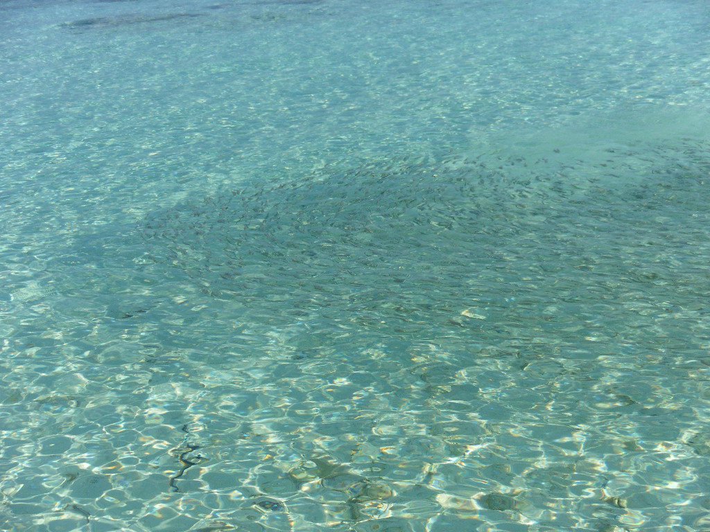 Image SAM_0305.JPG