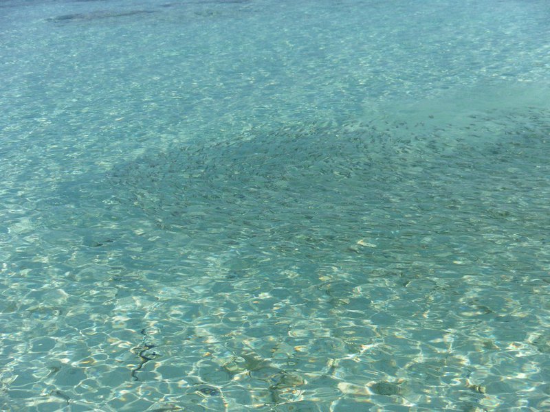 Image SAM_0305.JPG