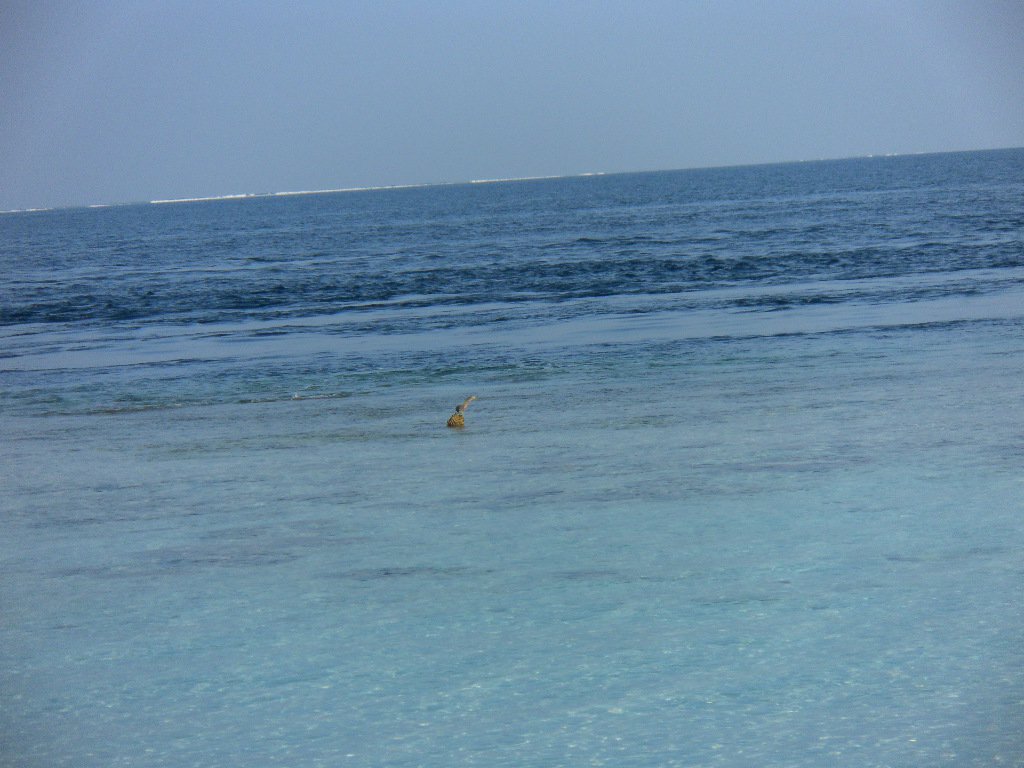 Image SAM_0306.JPG