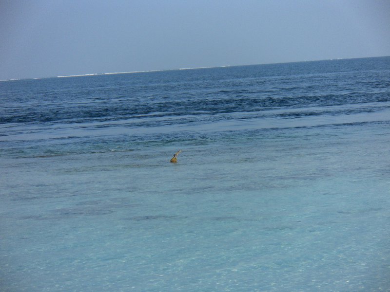 Image SAM_0306.JPG