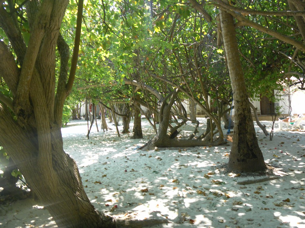 Image SAM_0313.JPG