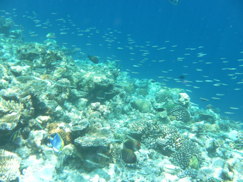 Image SAM_0316.JPG