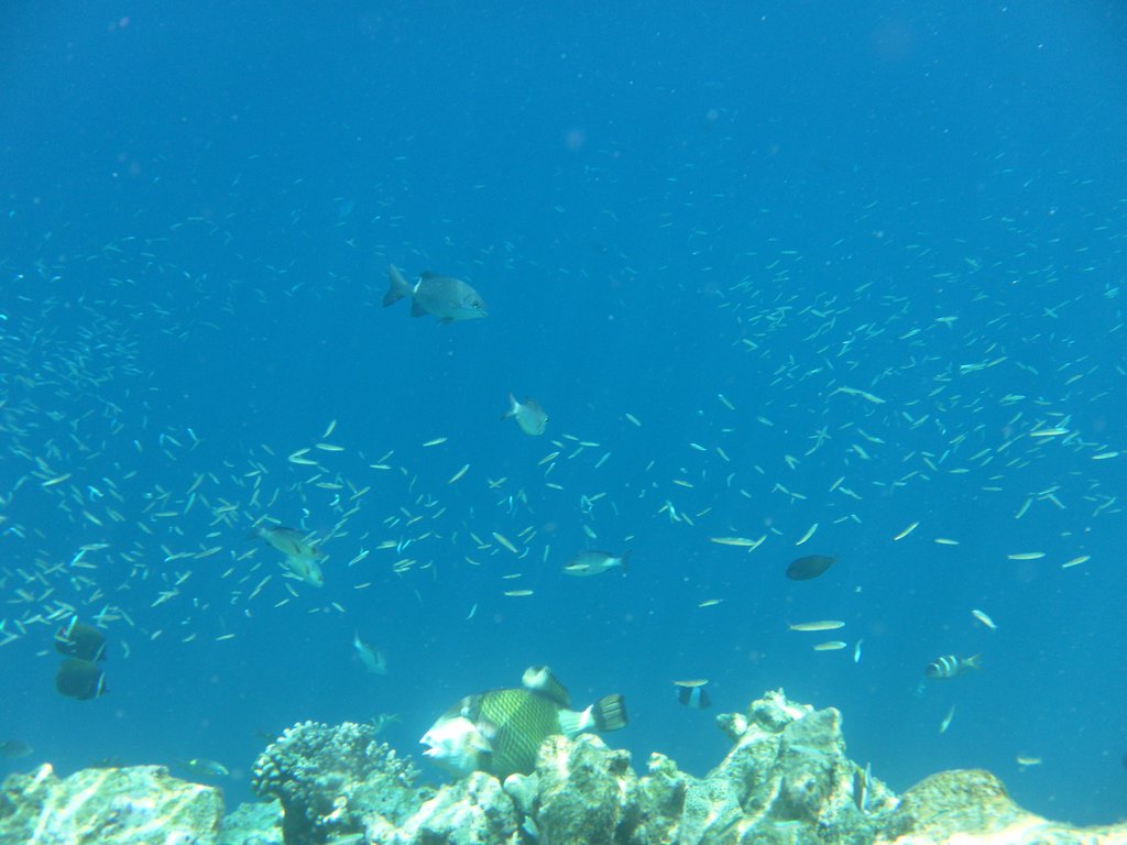Image SAM_0321.JPG