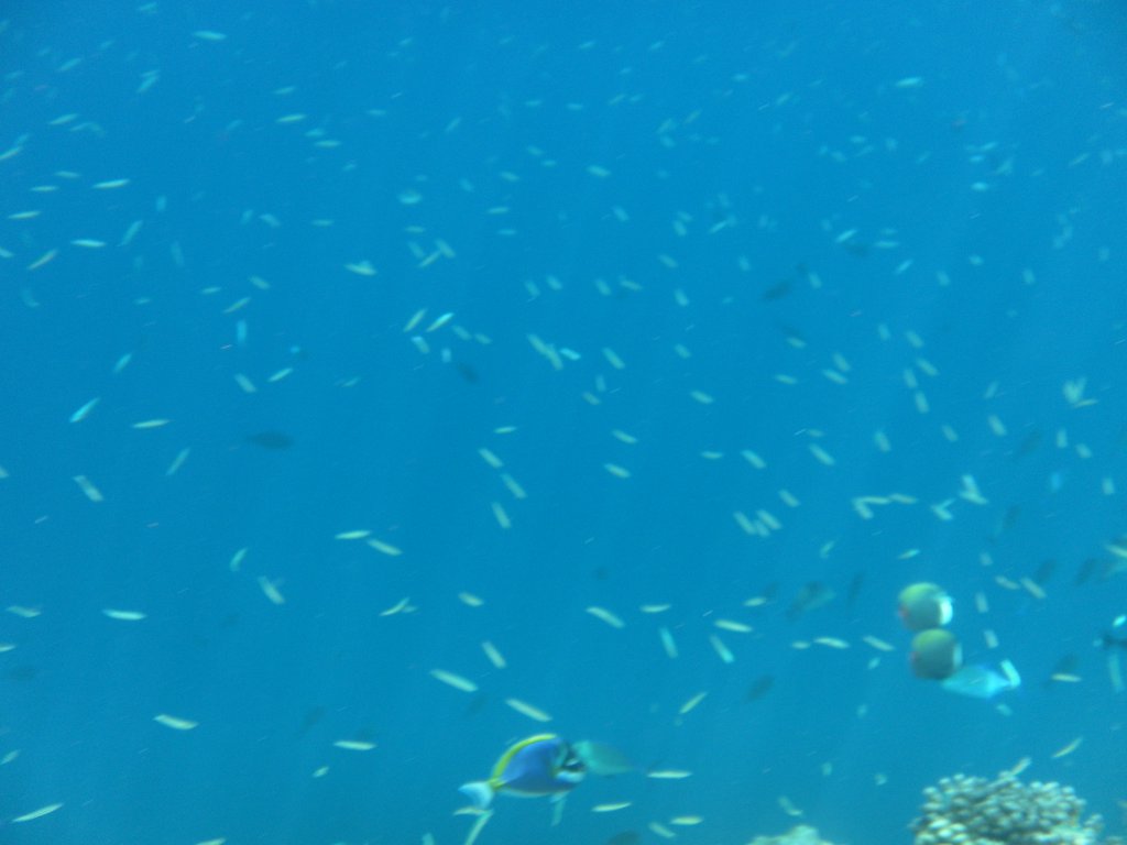 Image SAM_0323.JPG