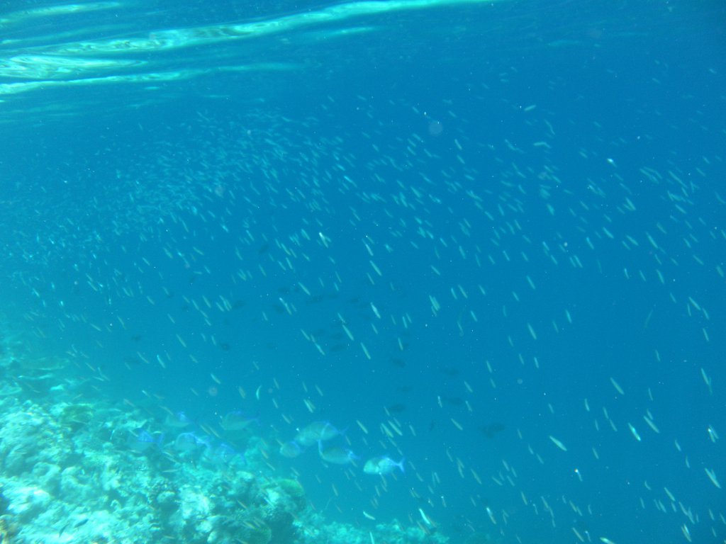 Image SAM_0324.JPG