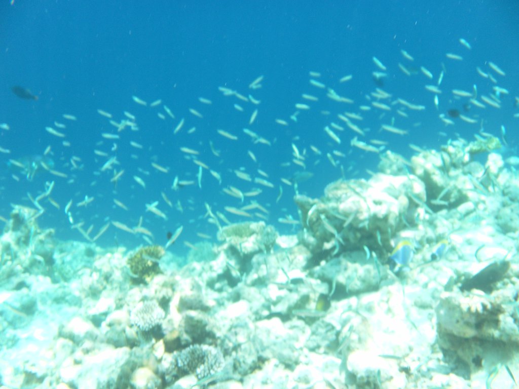 Image SAM_0325.JPG