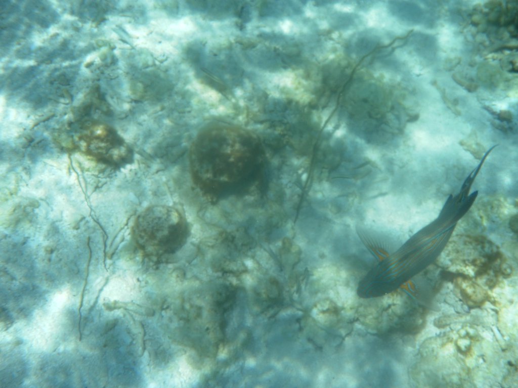 Image SAM_0329.JPG