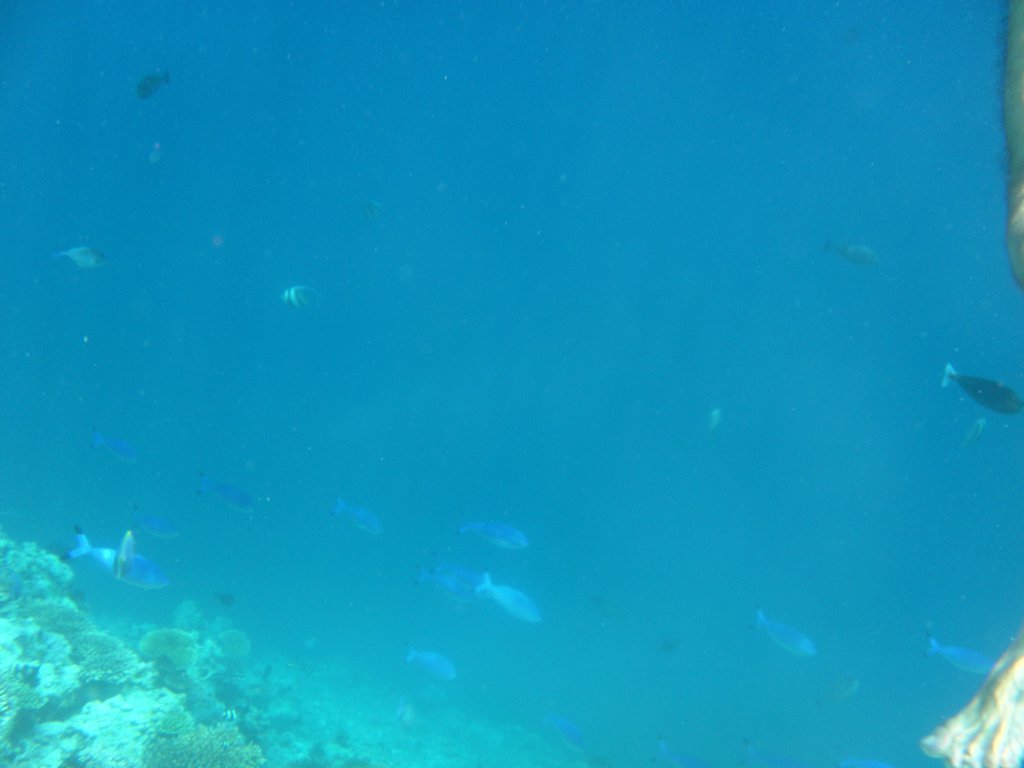Image SAM_0332.JPG
