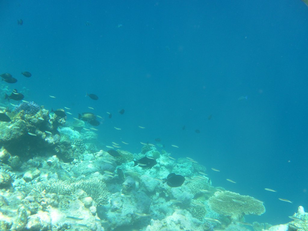 Image SAM_0335.JPG