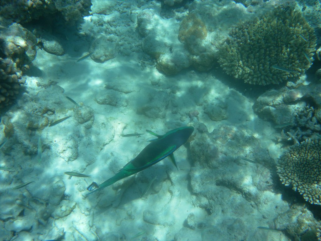 Image SAM_0343.JPG