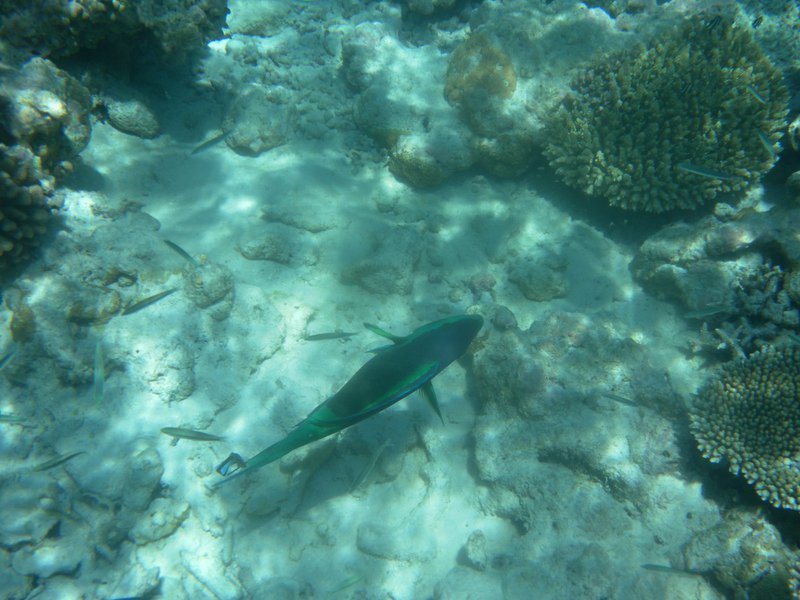 Image SAM_0343.JPG