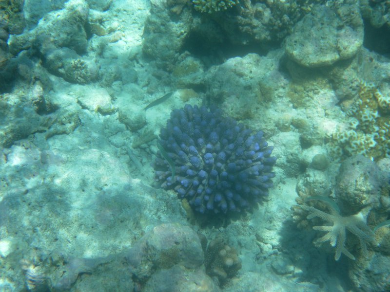 Image SAM_0345.JPG