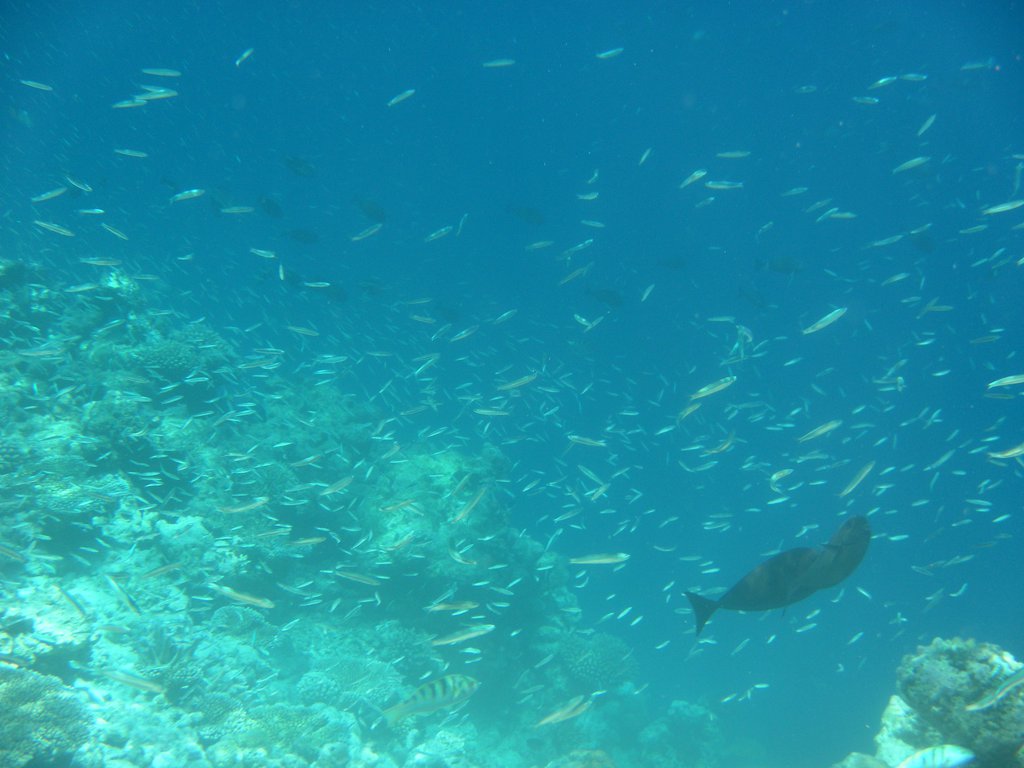 Image SAM_0346.JPG