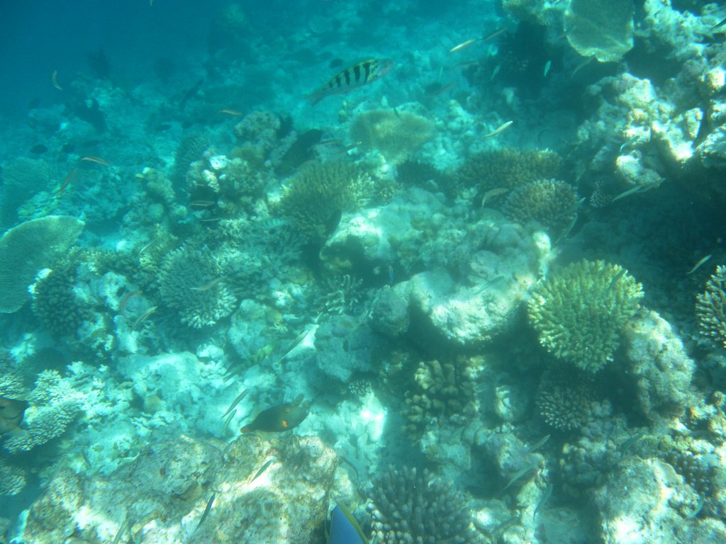 Image SAM_0348.JPG