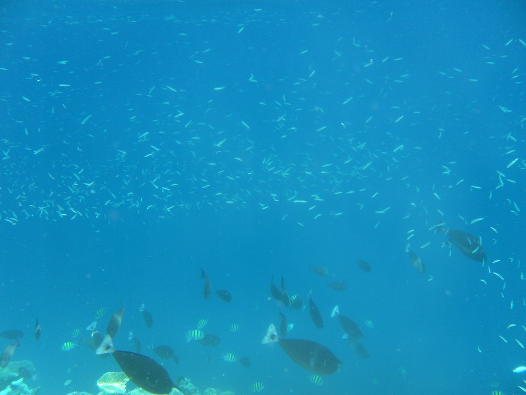 Image SAM_0351.JPG
