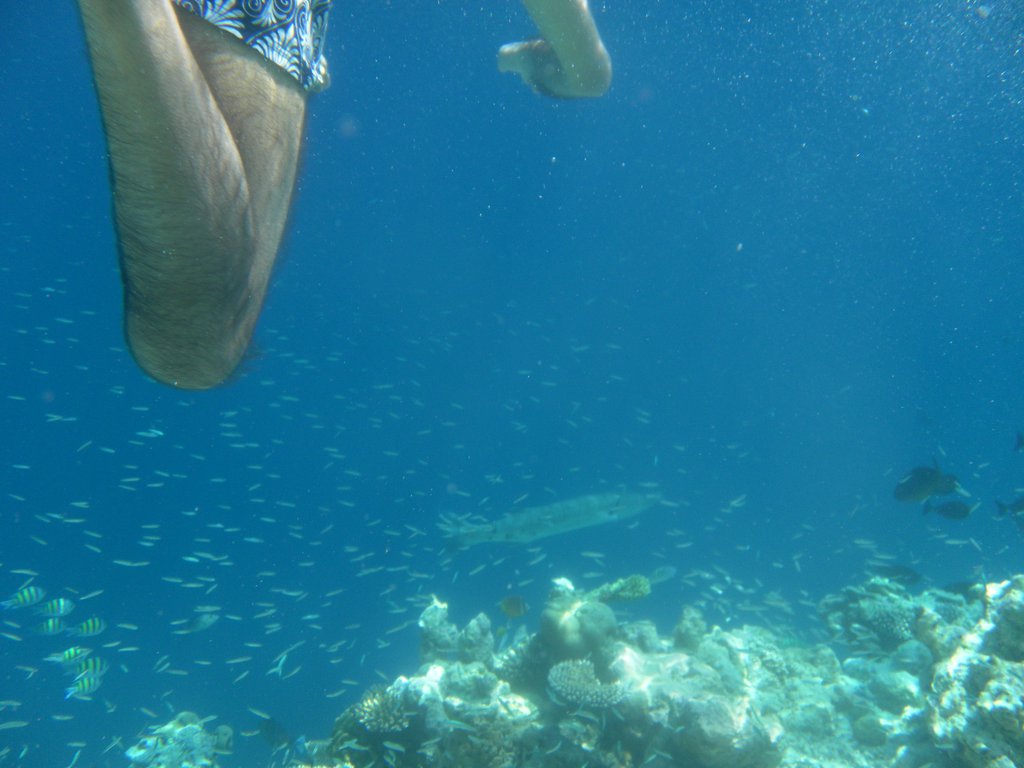 Image SAM_0352.JPG